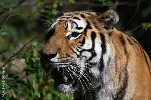 Tiger Portrait im Zoo