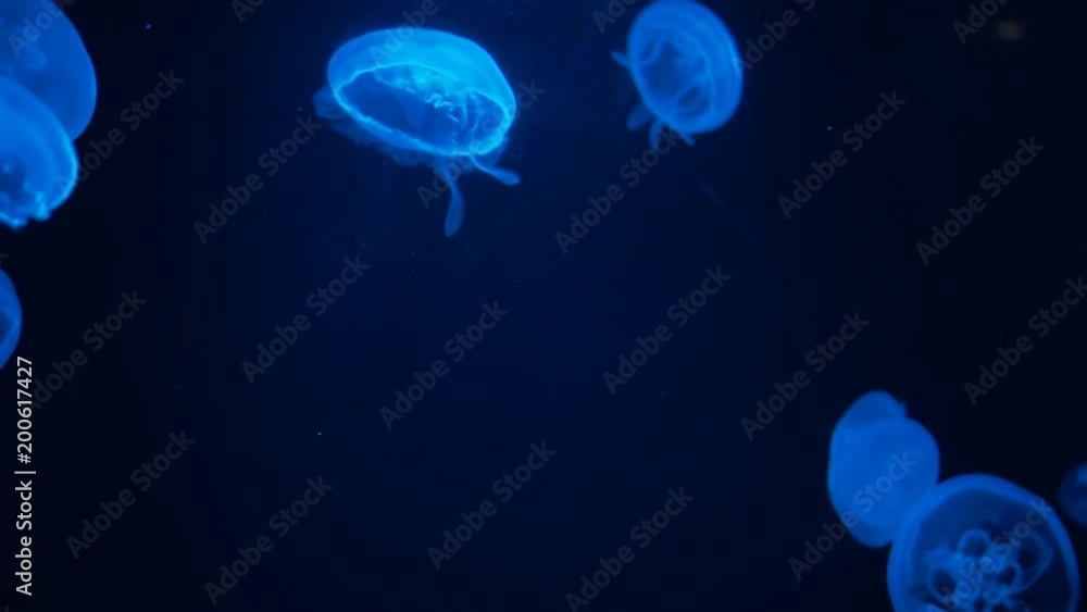 Gleaming Moon Jellyfish floating in Aquarium pool Gleaming Moon Jellyfish floating in Aquarium pool