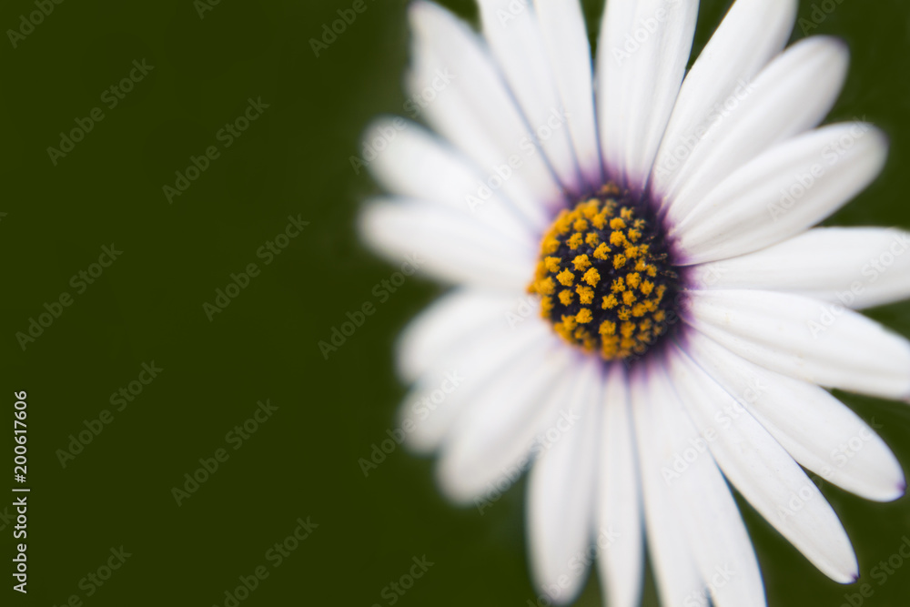Daisy Flower with green background Daisy Flower with green background