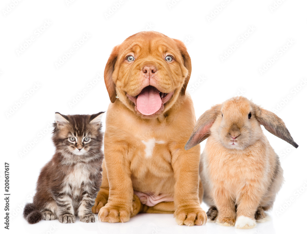 Cat, dog and rabbit sitting together, isolated on white background