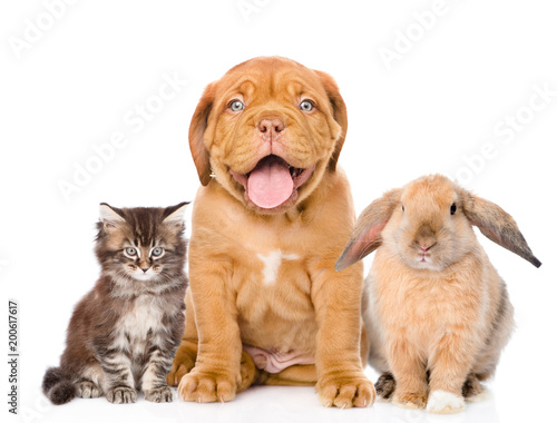 Cat  dog and rabbit sitting together  isolated on white background