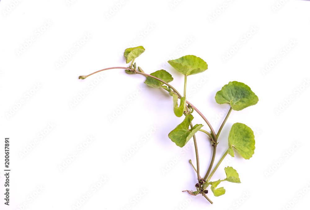 Centella asiatica on a white background. Centella asiatica on a white background.