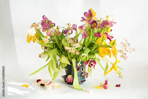 fading bouquet of tulips on white background, sunlight