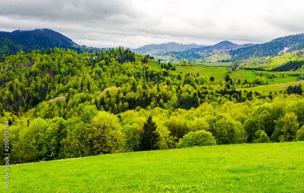 forested hills of mountainous rural area. beautiful springtime countryside landscape.