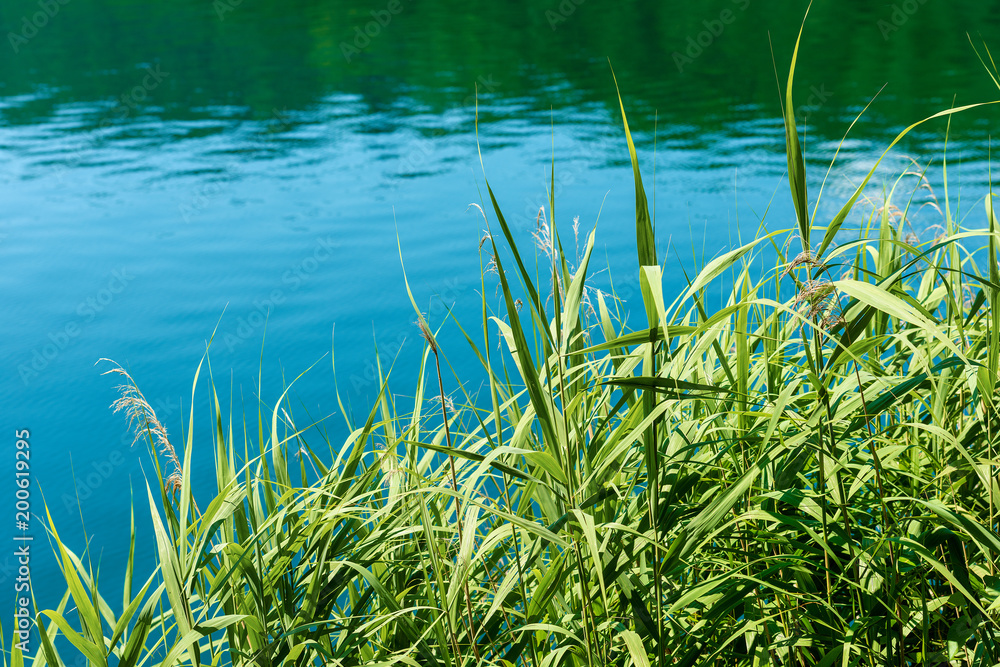 Green Reeds in a Blue Water - Lake of Levico - Italy Green Reeds in a Blue Water - Lake of Levico - Italy