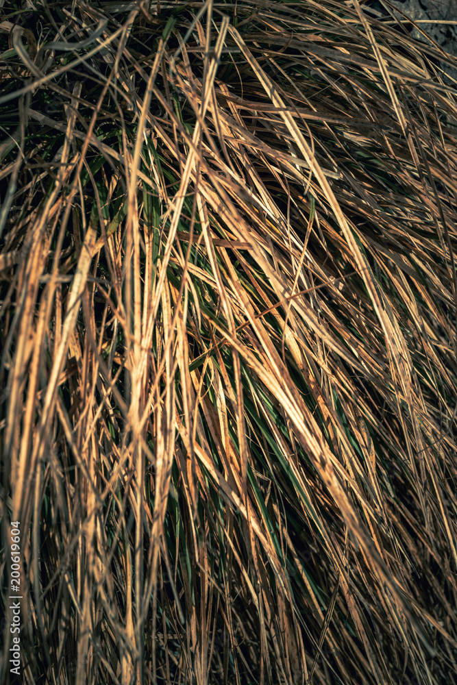Bunch of fresh grass growing in spring Bunch of fresh grass growing in spring