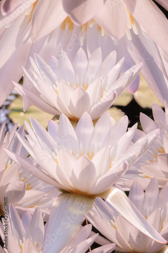 The white lotus stack overlaps. © Sorasak