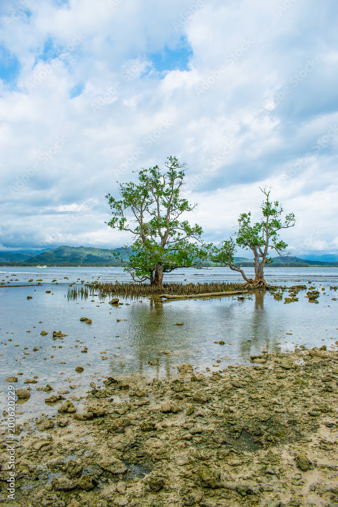 Fototapeta premium twin manggrove