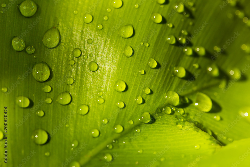 Morning droplets flow and stay on the leaves.
