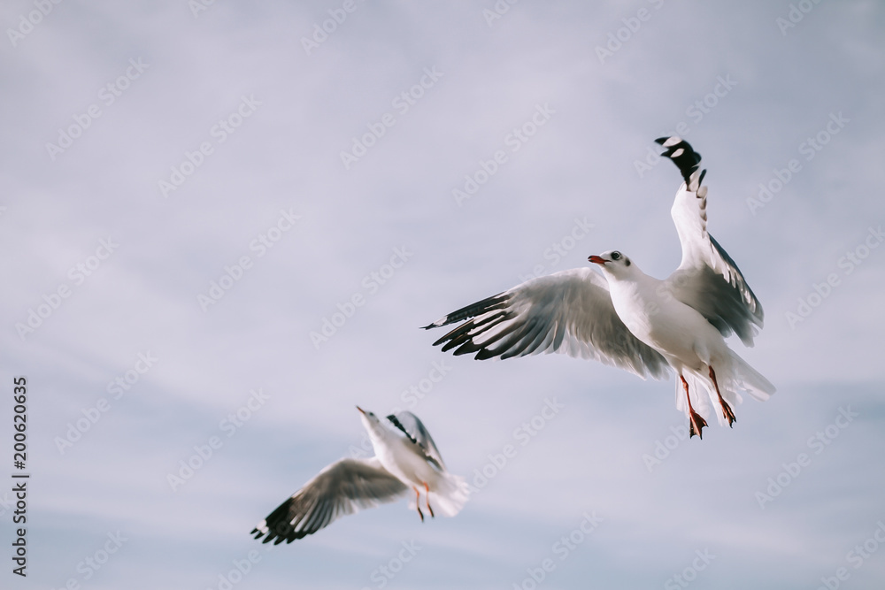 Birds are flying at the mangrove forest. Birds are flying at the mangrove forest.