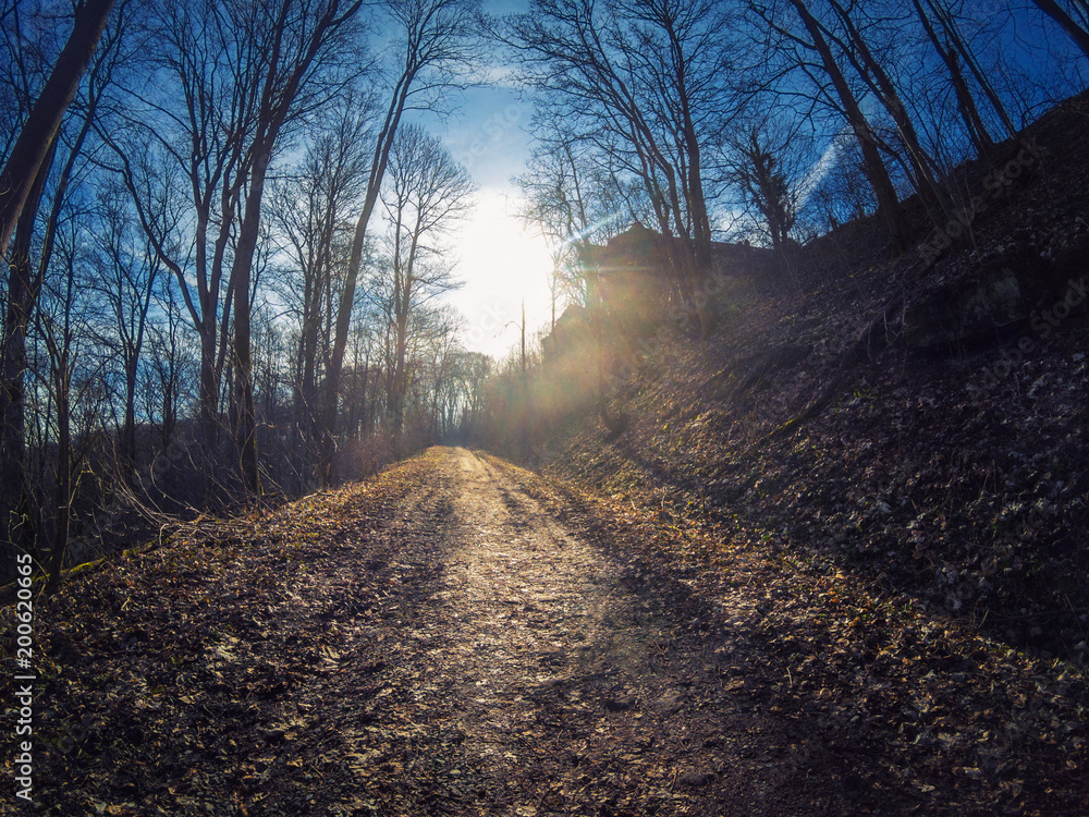 Obraz premium Footpath into the deep German forest in springtime