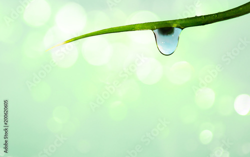 Morning droplets flow and stay on the leaves.