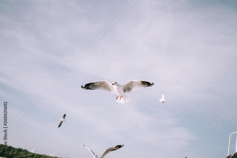 Birds are flying at the mangrove forest. Birds are flying at the mangrove forest.