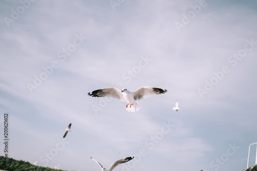 Birds are flying at the mangrove forest. © BillionBobbie