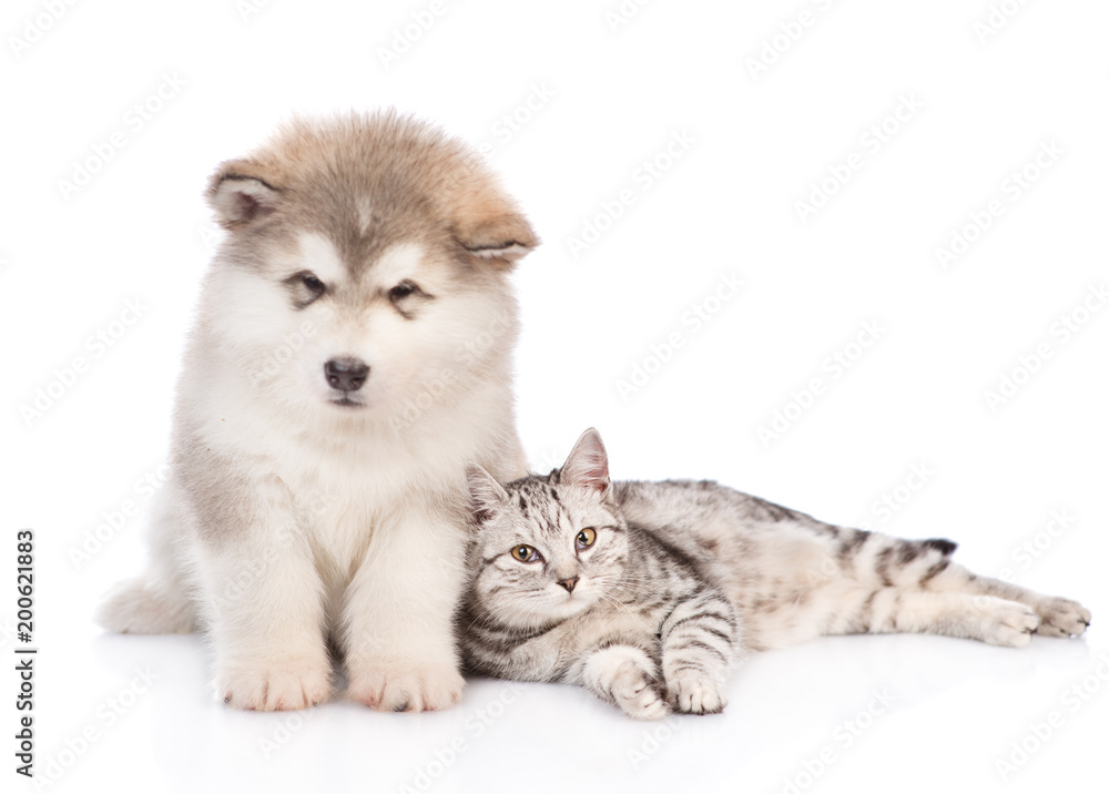 Alaskan malamute puppy  and cat looking at camera. isolated on white background