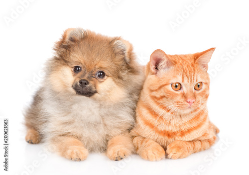 spitz puppy and cat lying together. isolated on white background