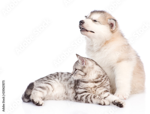 Alaskan malamute puppy and cat looking away together. isolated on white background