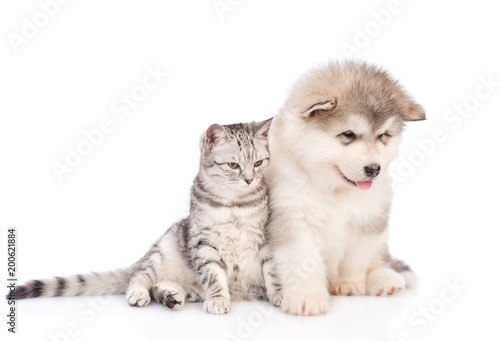 Fototapeta Naklejka Na Ścianę i Meble -  Alaskan malamute puppy  and cat together. isolated on white background