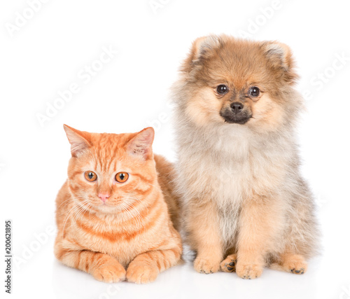 spitz puppy and and tabby cat together. isolated on white background