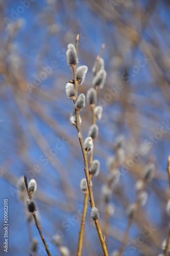 Twig flowering willow