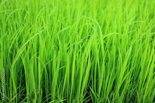 closeup rice in the field