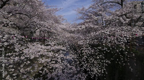 Wallpaper Mural Cherry blossom in full bloom along Meguro River (near Nakameguro station),Tokyo, Japan - 26th of Mar, 2018 Torontodigital.ca