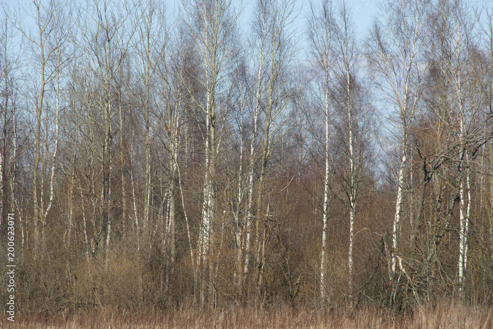 Spring, the wood, crossroads - the country road Spring, the wood, crossroads - the country road