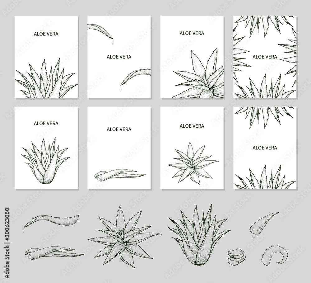 Set of templates with Aloe Vera.