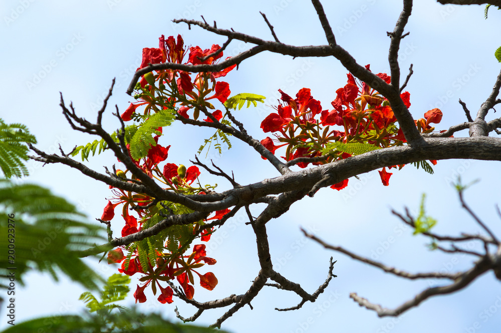 Beautiful red flowers on a dry branch of a tree. Beautiful red flowers on a dry branch of a tree.