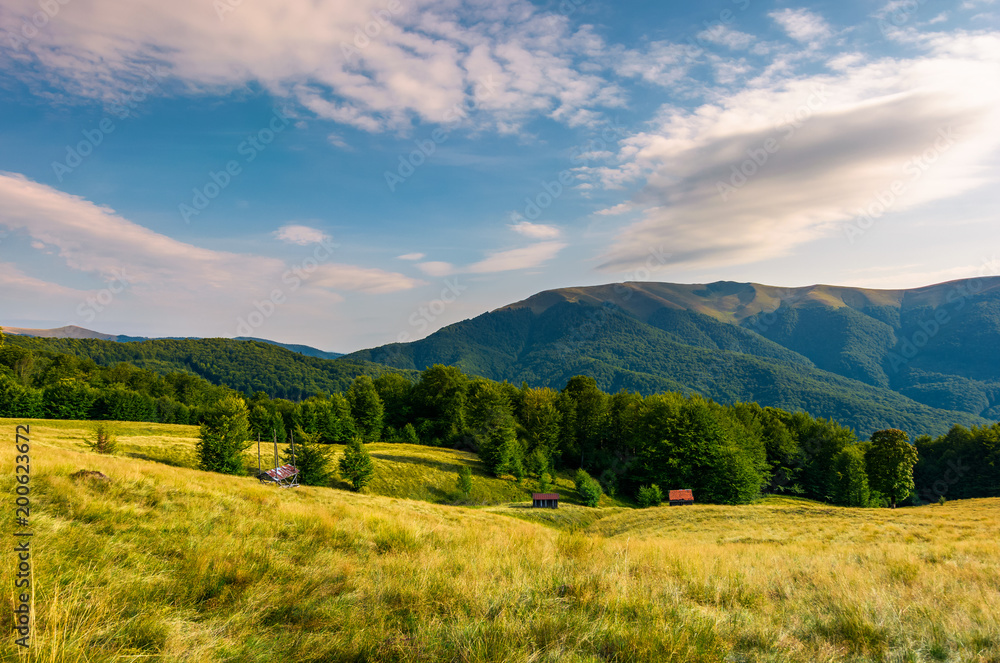 meadow near the forest at the foot of the mountain. wooden sheds in tall grass. beautiful summer evening landscape in the Aretska mountain area, Transcarpathia, Ukraine