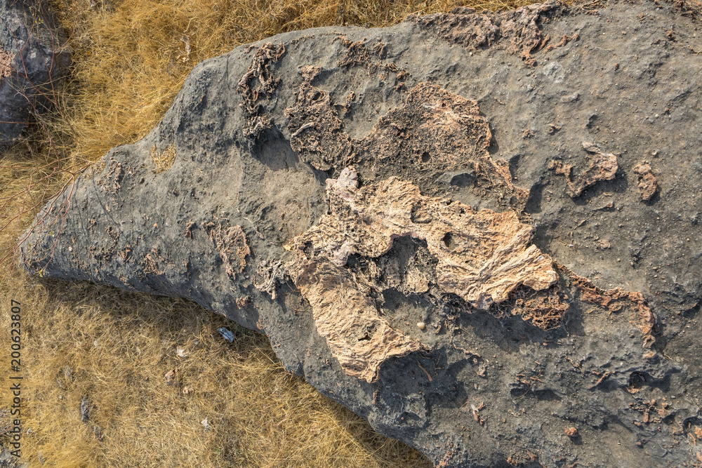Photo of dinosaur fossils captured Balasinor fossil park, Gujarat,India.