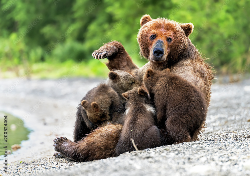 Fototapeta premium Mother bear feeds her puppies - Kamchatka, Russia