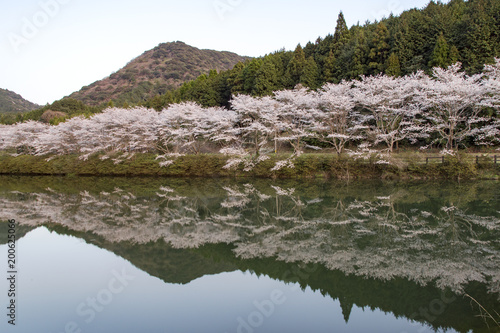赤穂山の八天桜