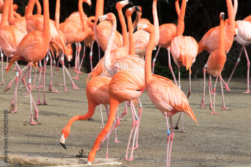 a group of flamingo birds 