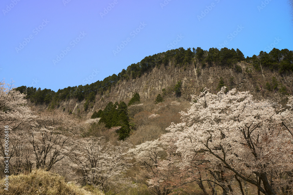 奈良の春　青空バックの桜風景