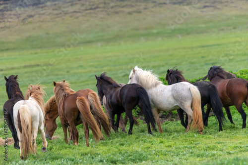 A herd of Icelandic horses in a pasture in Iceland