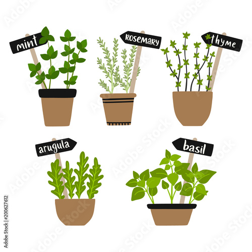 Set of vector illustration herbs in pots. Green growing basil, rosemary, thyme, mint, arugula. Gardening. For your design.