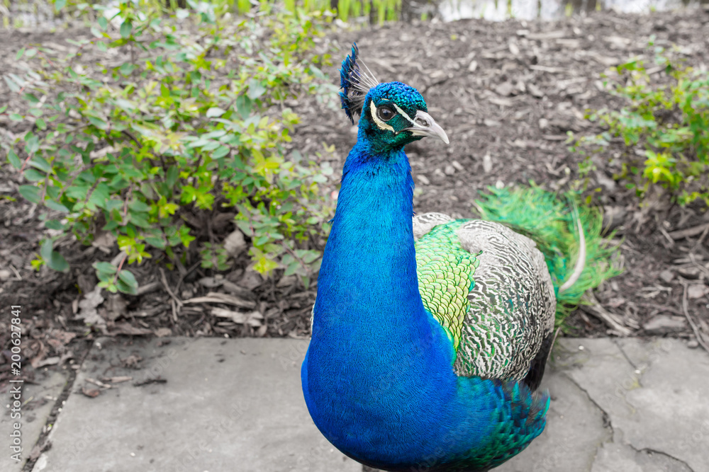 Obraz premium Peacock male looking at camera with vibrant colorful feathers plumage