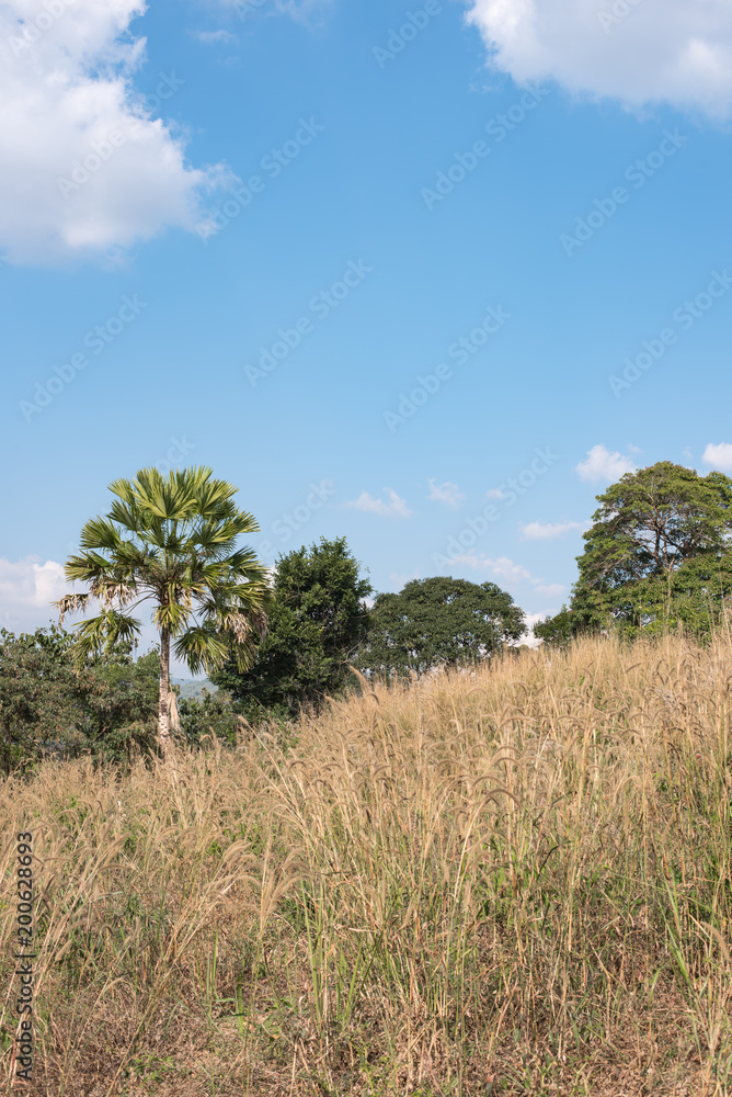 Mountain landscape in summer season with blue sky and cloud
