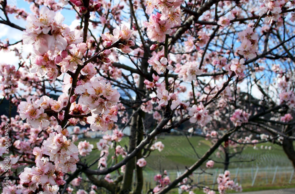 Mandelblüten im Frühling