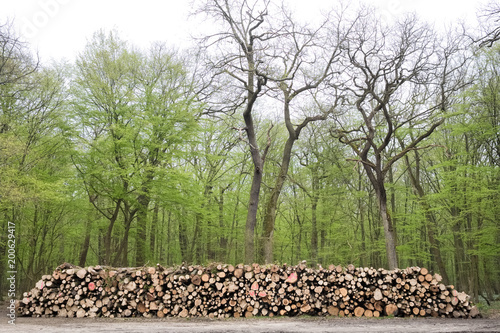 bois forêt arbre tronc abattre gestion forestière coupe chauffage énergie bûcheron entretien domaine
