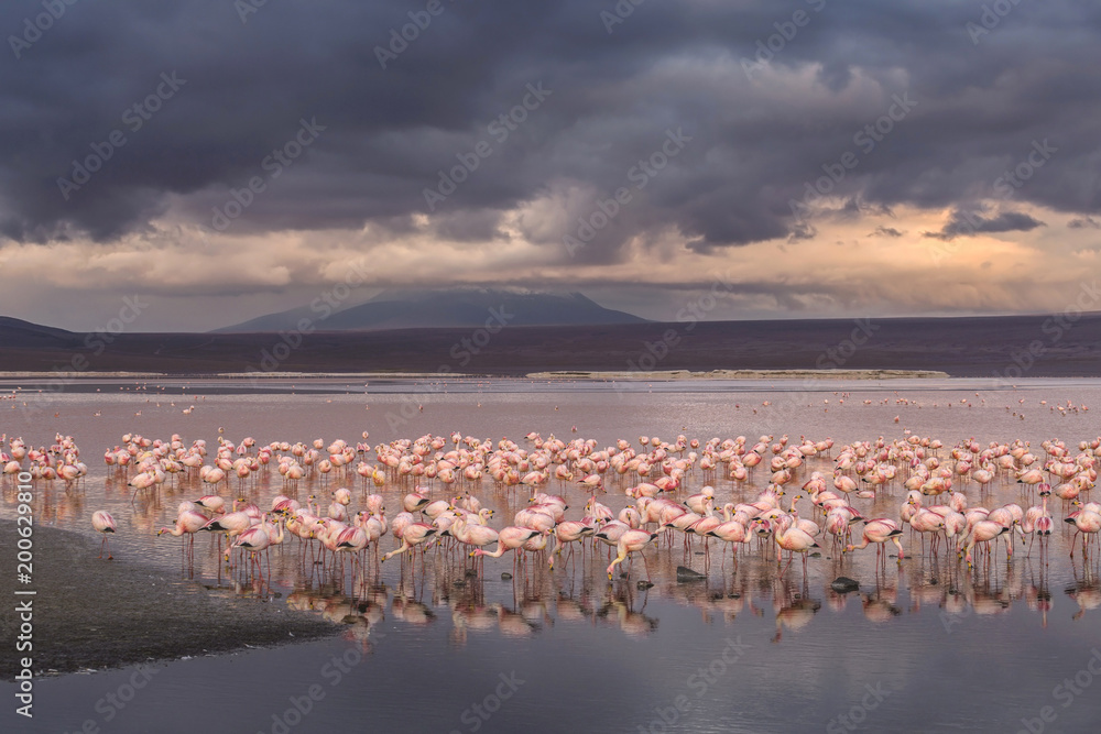 Naklejka premium Flamingos on the Colorado lagoon, Altiplano, Bolivia