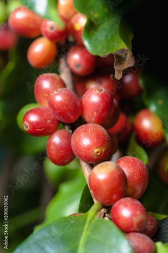 Coffee chrries