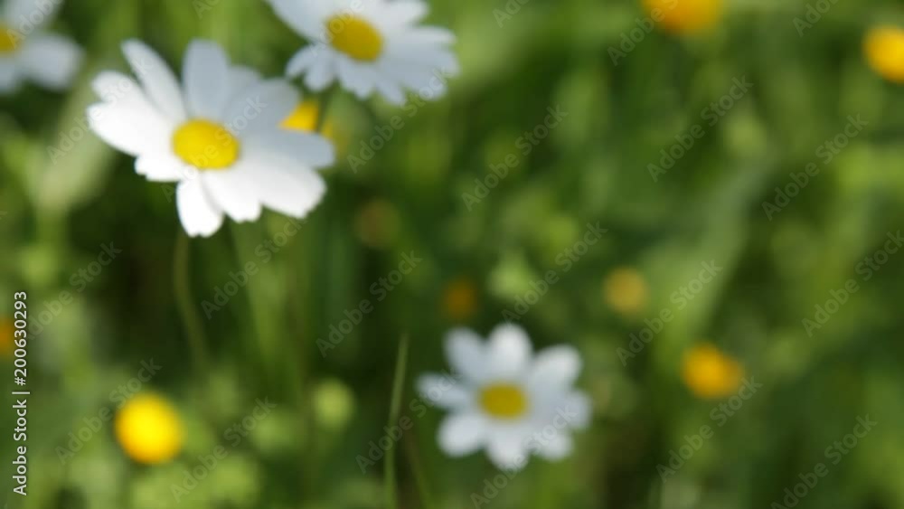 Bees and Insects Feeding over Spring Flowers and Daisies Bees and Insects Feeding over Spring Flowers and Daisies