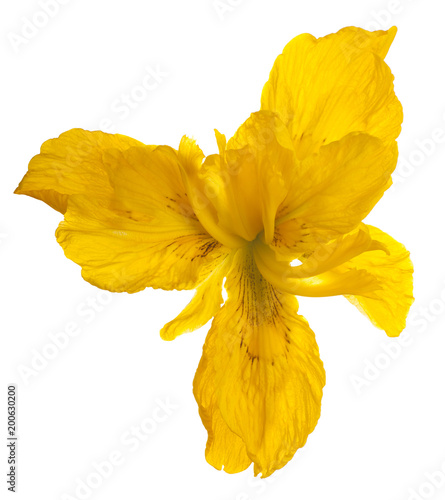 Fototapeta Naklejka Na Ścianę i Meble -  iris flower isolated