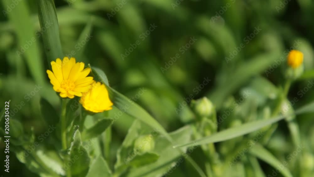 Bees and Insects Feeding over Spring Flowers and Daisies Bees and Insects Feeding over Spring Flowers and Daisies