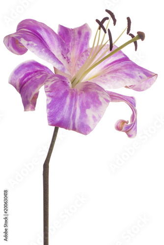 Fototapeta Naklejka Na Ścianę i Meble -  lily flower isolated