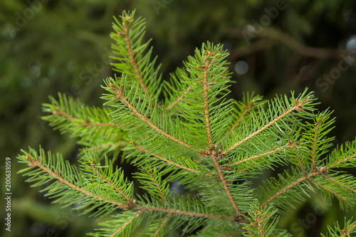 green fir tree branch closeup on a background of spruce forests