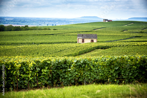 Champagne, Reims. Montagne de Reims. Hills covered with vineyards. France photo