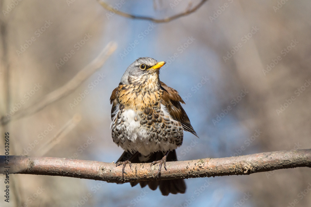 Fototapeta premium Turdus pilaris on a branch